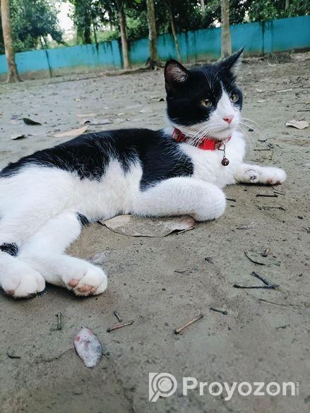 হাই কোয়ালিটি মেল এবং ফিমেল