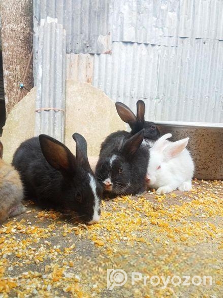 খরগোশ বিক্রি