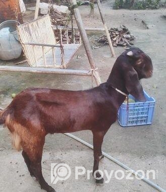 তোতাপুরী খাসি