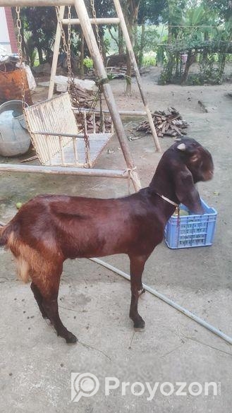 তোতাপুরী খাসি