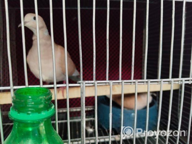 রানিং টিম বাচ্চা সহ ঘুঘু পাখি।