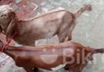 ছাগল বিক্রি হবে