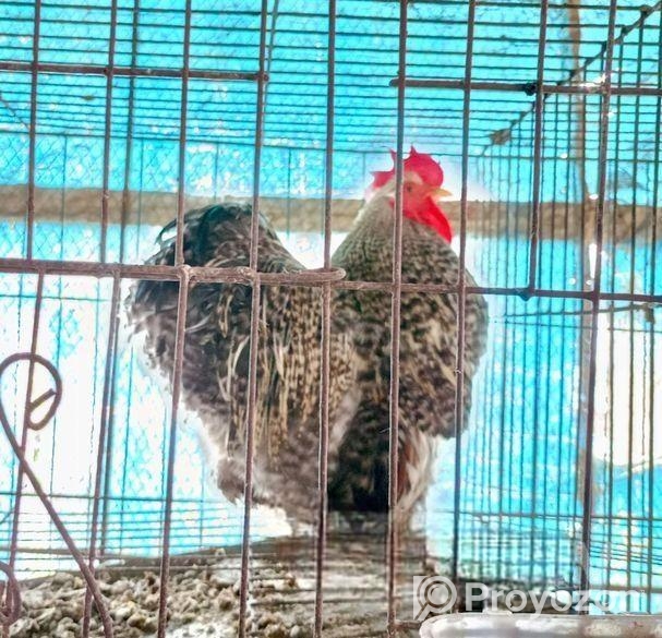 ফেন্সি মোরগ