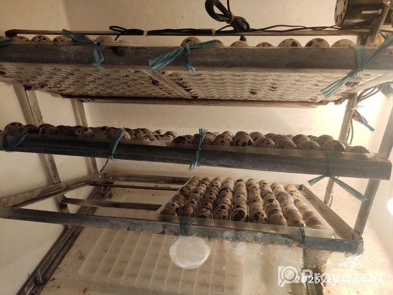 ইলেকট্রনিক্স অটো ইনকিউবেটর