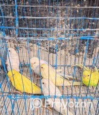বেশকিছু সুস্থ সবল পাখি বিক্রি হবে