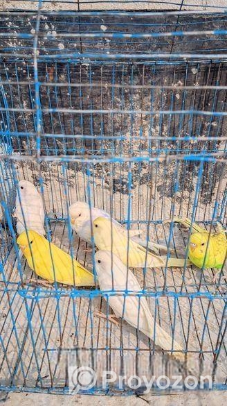 বেশকিছু সুস্থ সবল পাখি বিক্রি হবে