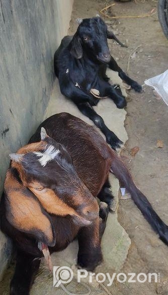 উন্নত জাতের দুইটা খাসি ছাগল