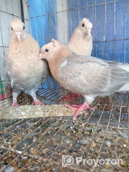 চুয়াচন্দন কবুতর বিক্রি