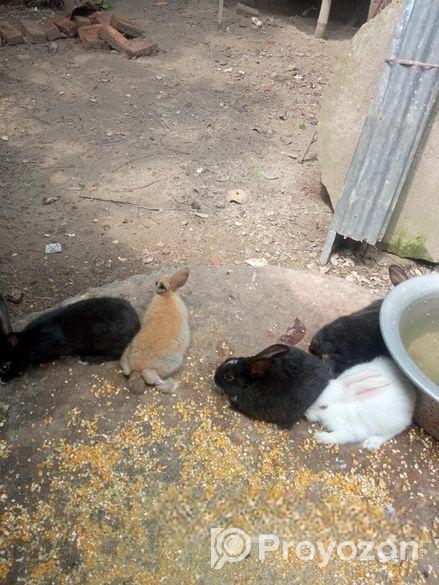 খরগোশ বিক্রি