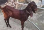 তোতাপুরী খাসি