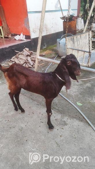 তোতাপুরী খাসি