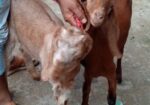 ছাগল বিক্রি হবে