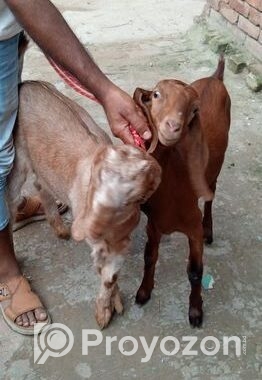 ছাগল বিক্রি হবে