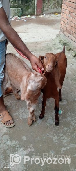 ছাগল বিক্রি হবে