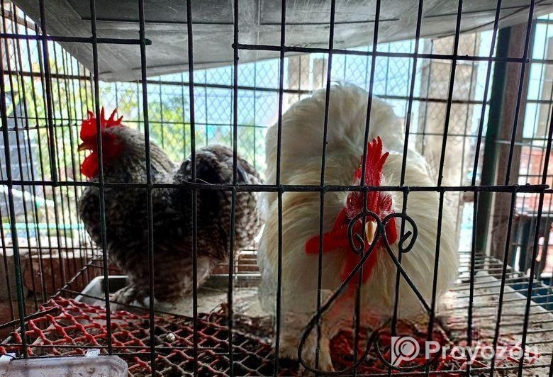 ফেন্সি মোরগ