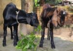 উন্নত জাতের দুইটা খাসি ছাগল