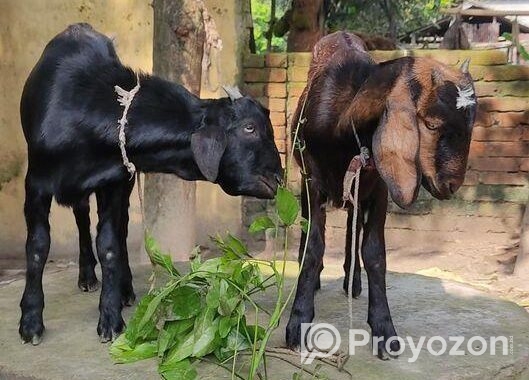 উন্নত জাতের দুইটা খাসি ছাগল