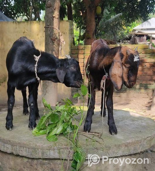 উন্নত জাতের দুইটা খাসি ছাগল