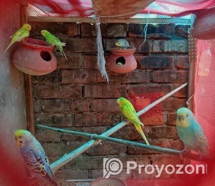 Budgdie Bird for sell