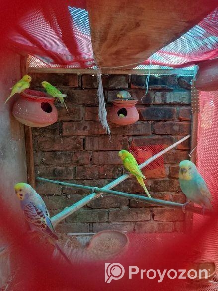 Budgdie Bird for sell