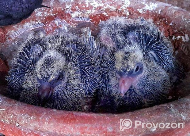 কালো ময়ুর পংখী বেবি সহ