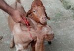 ছাগল বিক্রি হবে