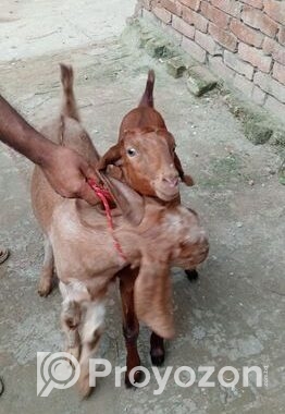 ছাগল বিক্রি হবে