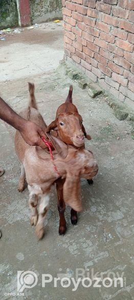 ছাগল বিক্রি হবে