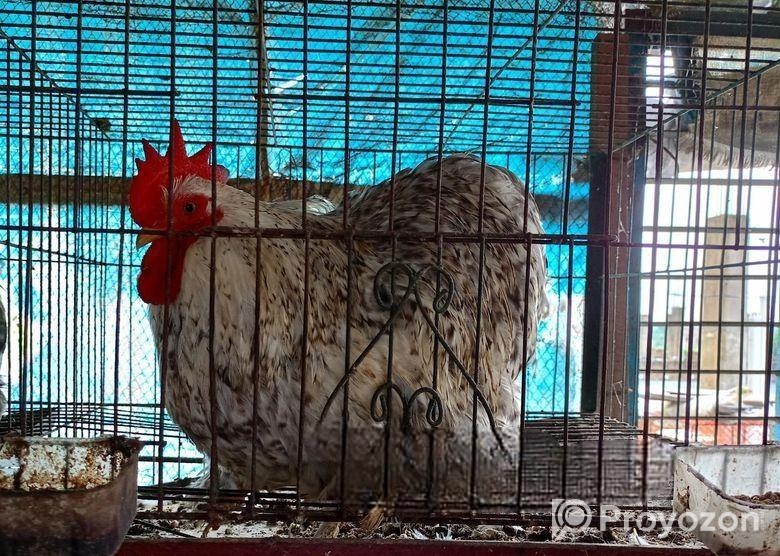 ফেন্সি মোরগ