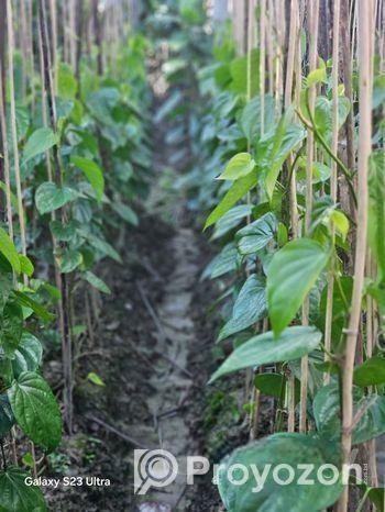 পানের লতা বিক্রি