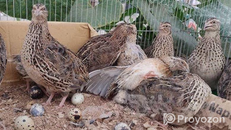 জাম্বু কোয়েল পাখির ড়িম