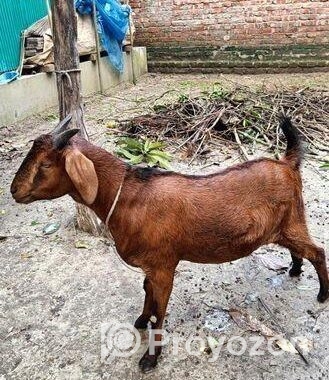 দেশী ছাগল খাসি
