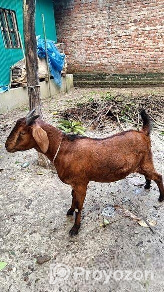 দেশী ছাগল খাসি