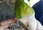 ফুলটেম পাইনেপেল কুনুর