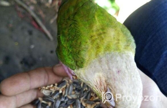 ফুলটেম পাইনেপেল কুনুর