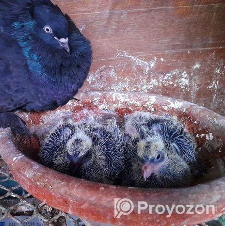 কালো ময়ুর পংখী বেবি সহ