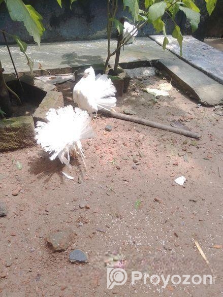 লক্ষা কবুতর