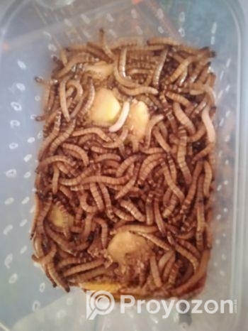 Beetle mealworm or super worm