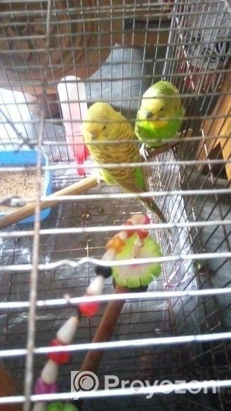 খাচাসহ বাজরিগার পাখি বিক্রি করা হবে