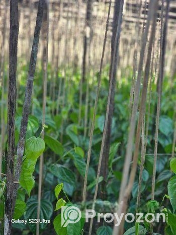 পানের লতা বিক্রি