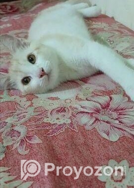 Cat sell Post