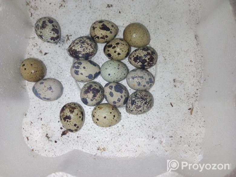 জাম্বু কোয়েল পাখির ড়িম