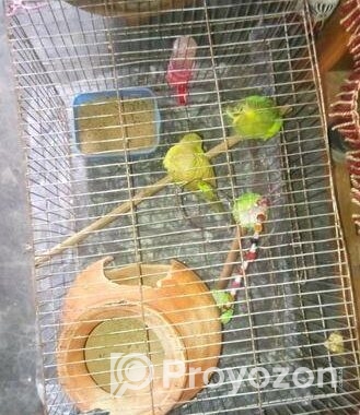 খাচাসহ বাজরিগার পাখি বিক্রি করা হবে