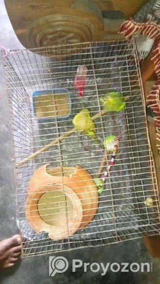 খাচাসহ বাজরিগার পাখি বিক্রি করা হবে