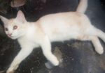 Cat sell Post