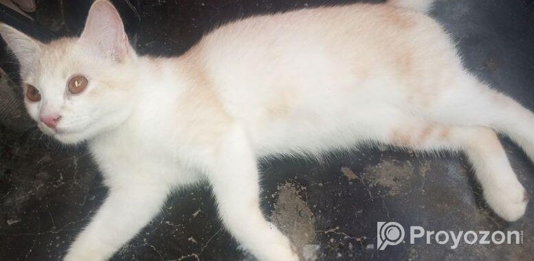 Cat sell Post