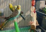Budgie Bird