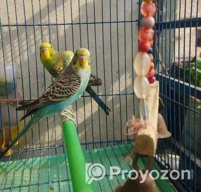 Budgie Bird
