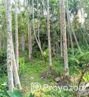 বসবাস যোগ্য বাগান বাড়ি বিক্রি