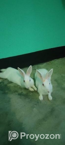 এক জোড়া খরগোশ বিক্রি করা হবে